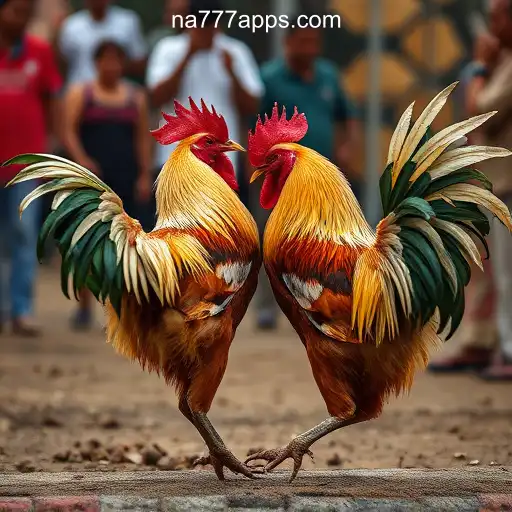 Cockfighting